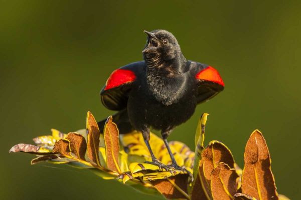 FL, Green Cay, Red-winged blackbird singing
